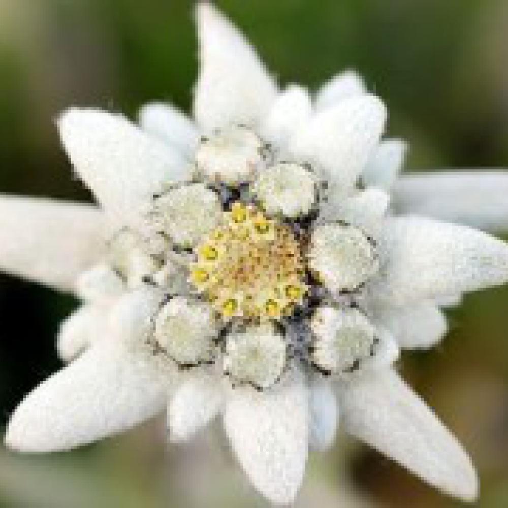 Edelweiss in Abundance