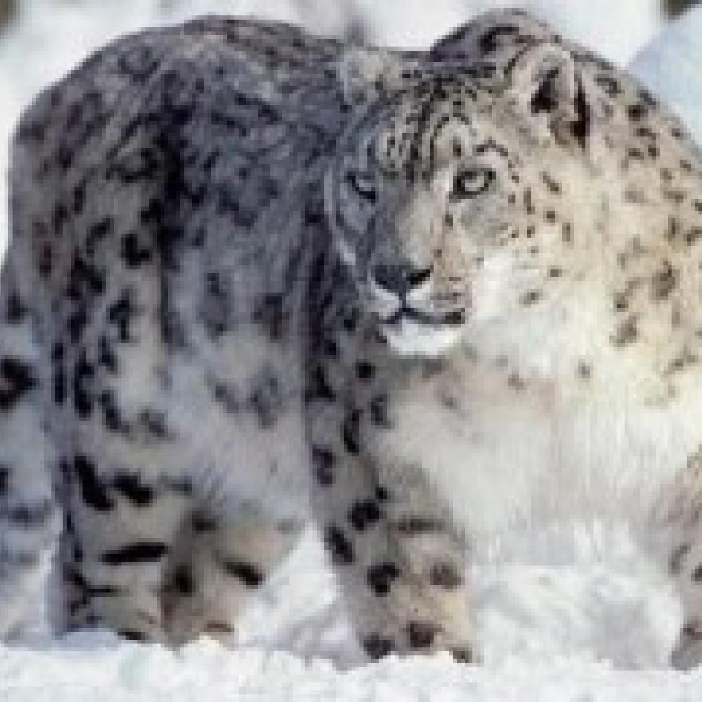 Home of the Snow Leopards