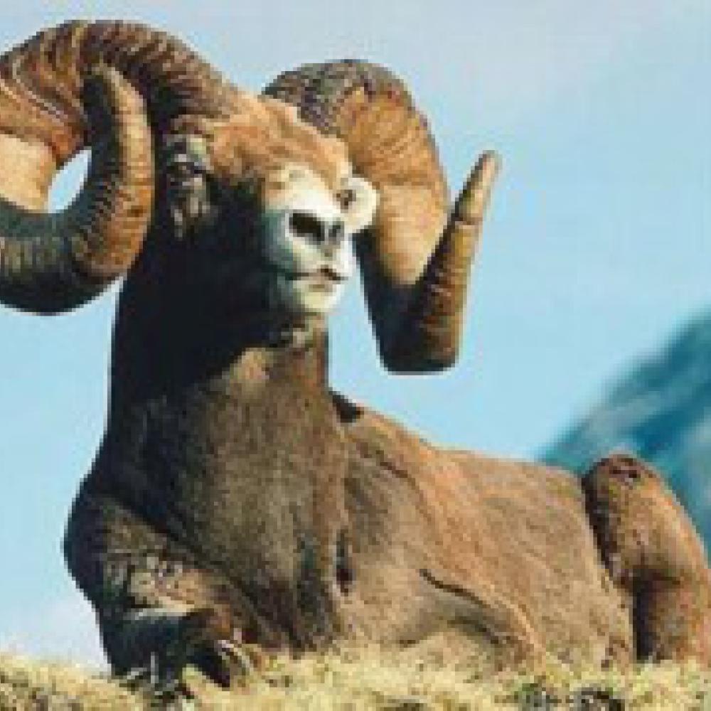 Largest Wild Sheep