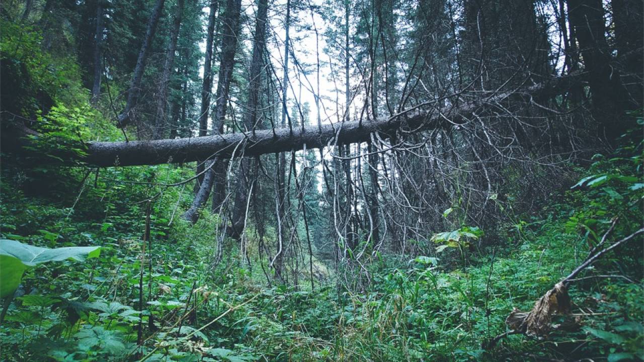 Алтын Арашан Курорту