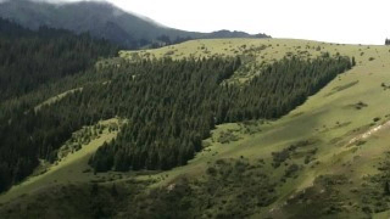 Forest Swastika